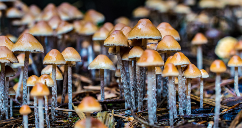 magic mushroom capsules