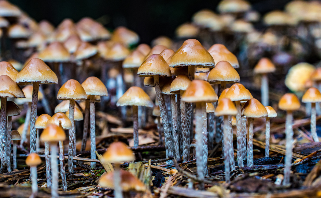 5 Health Benefits of The Magic Mushrooms